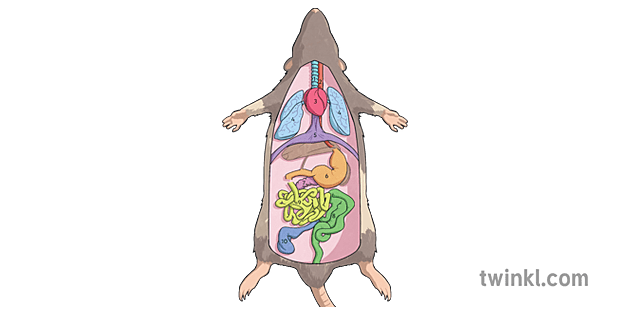 Rat Dissection Organs Answers Ver 1 - Twinkl