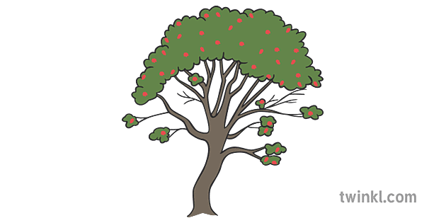 pokok rowan Illustration - Twinkl