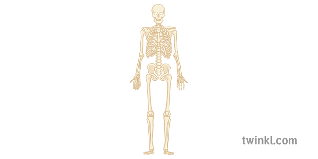 skeletal-system-skeleton-illustration-twinkl