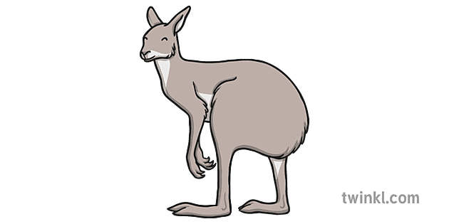 Small Kangaroo Without Tail Illustration - Twinkl