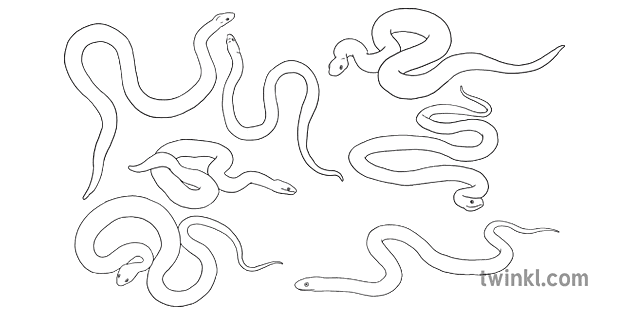 蛇和梯子蛇黑白rgb Ver 1 Illustration Twinkl