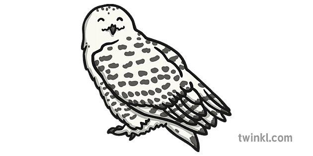 Snowy Owl 2 Illustration - Twinkl