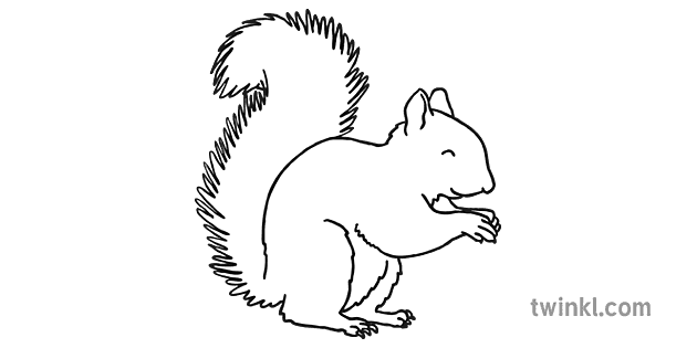 tupai hitam putih 4 Illustration