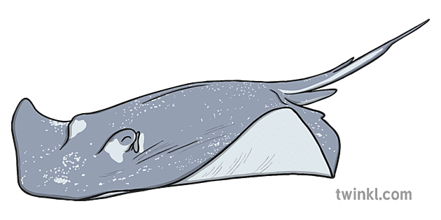 What are Some Fun Facts about Stingrays? Answered by Twinkl