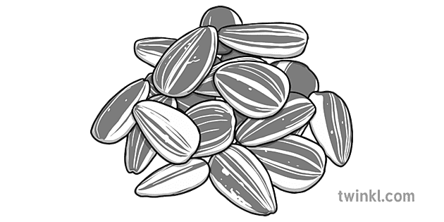 white and black sunflower seeds