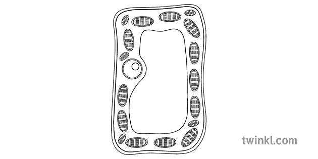 Typical Plant Cell Black And White 1 Illustration Twinkl