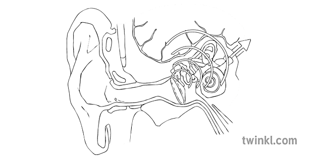 señales de vibración transportadas por los nervios al cerebro blanco y ...