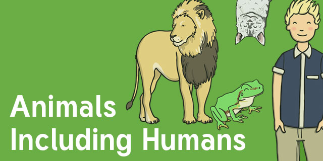 Animals, Including Humans Year 1 - Science Resources