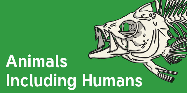 Animals including Humans - Year 3 Science Resources