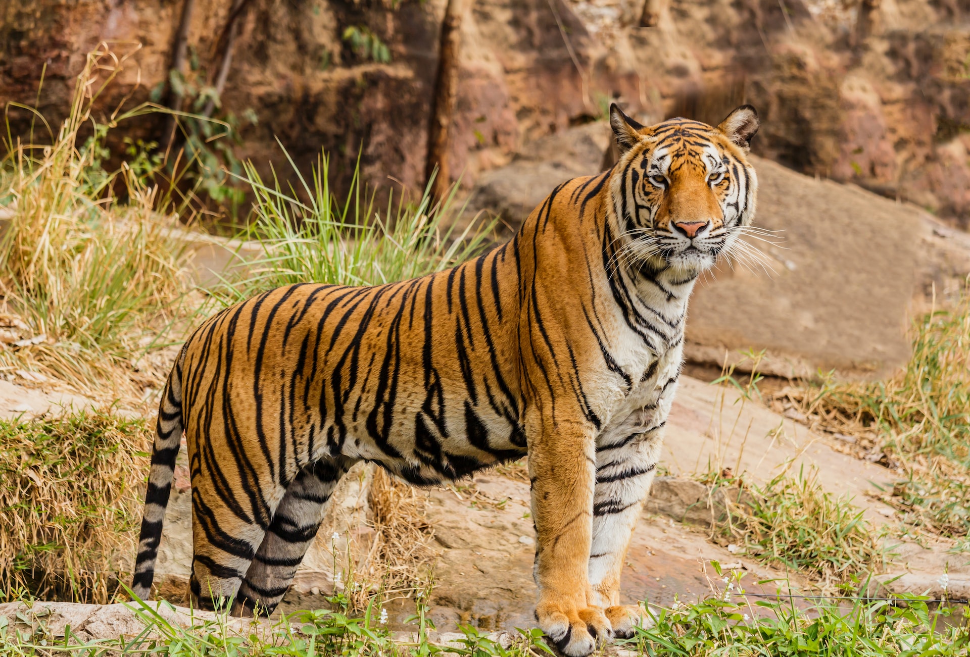 tiger body parts