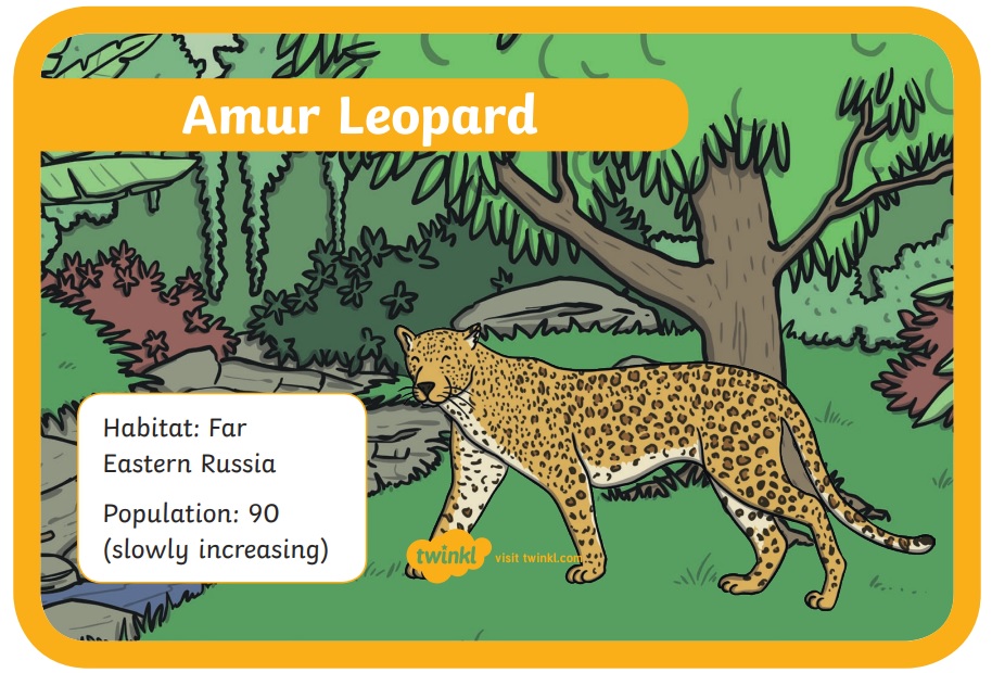 amur leopard