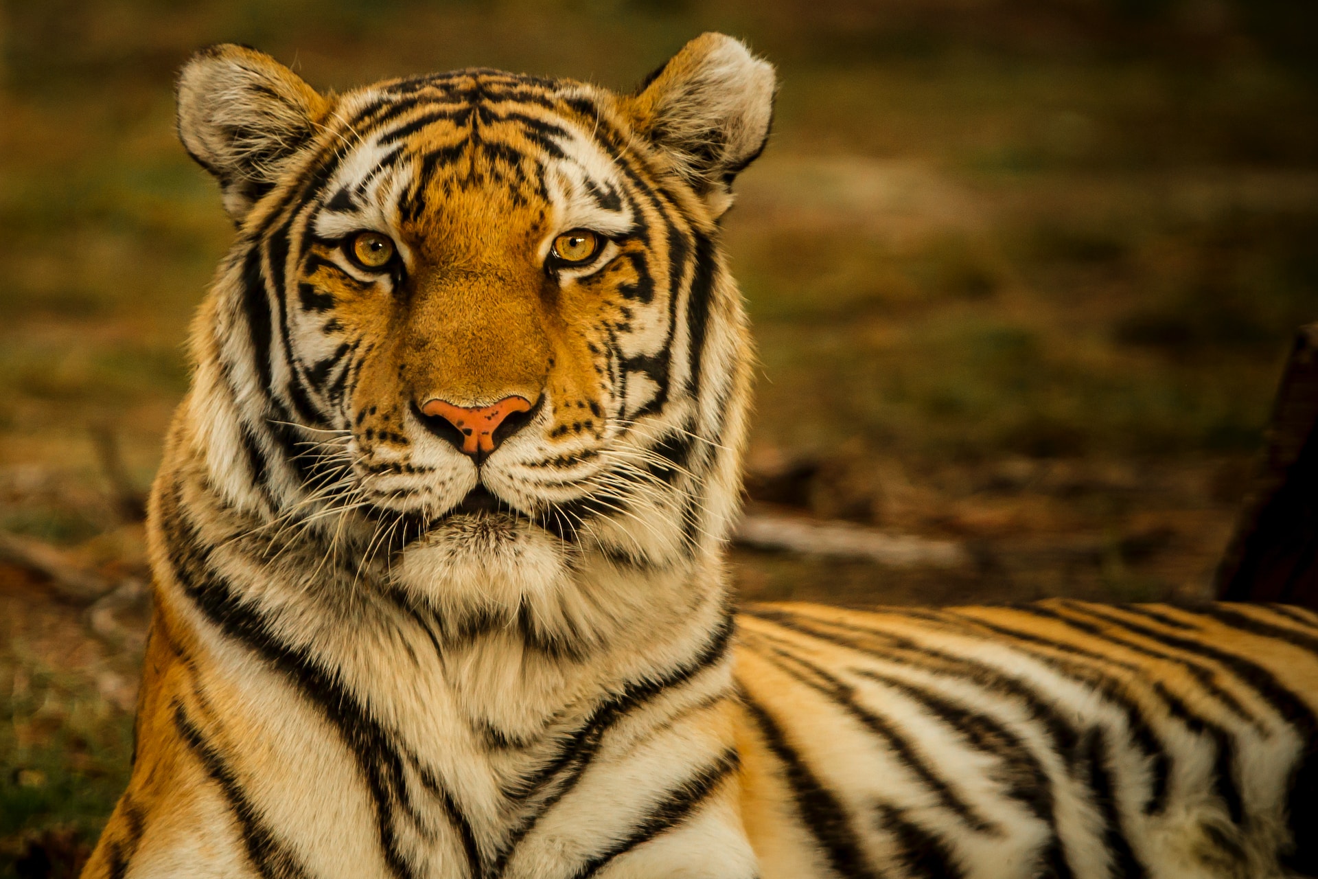 Siberian Tigers Have Human Like Qualities, Study Finds