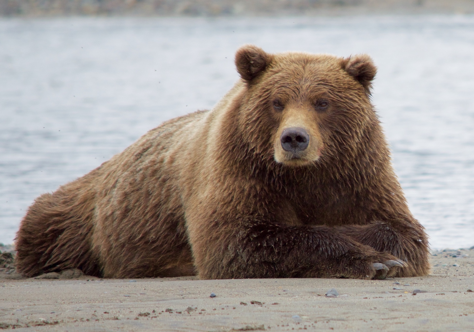 What is a Bear? – Bear Facts for Kids – Twinkl - Twinkl
