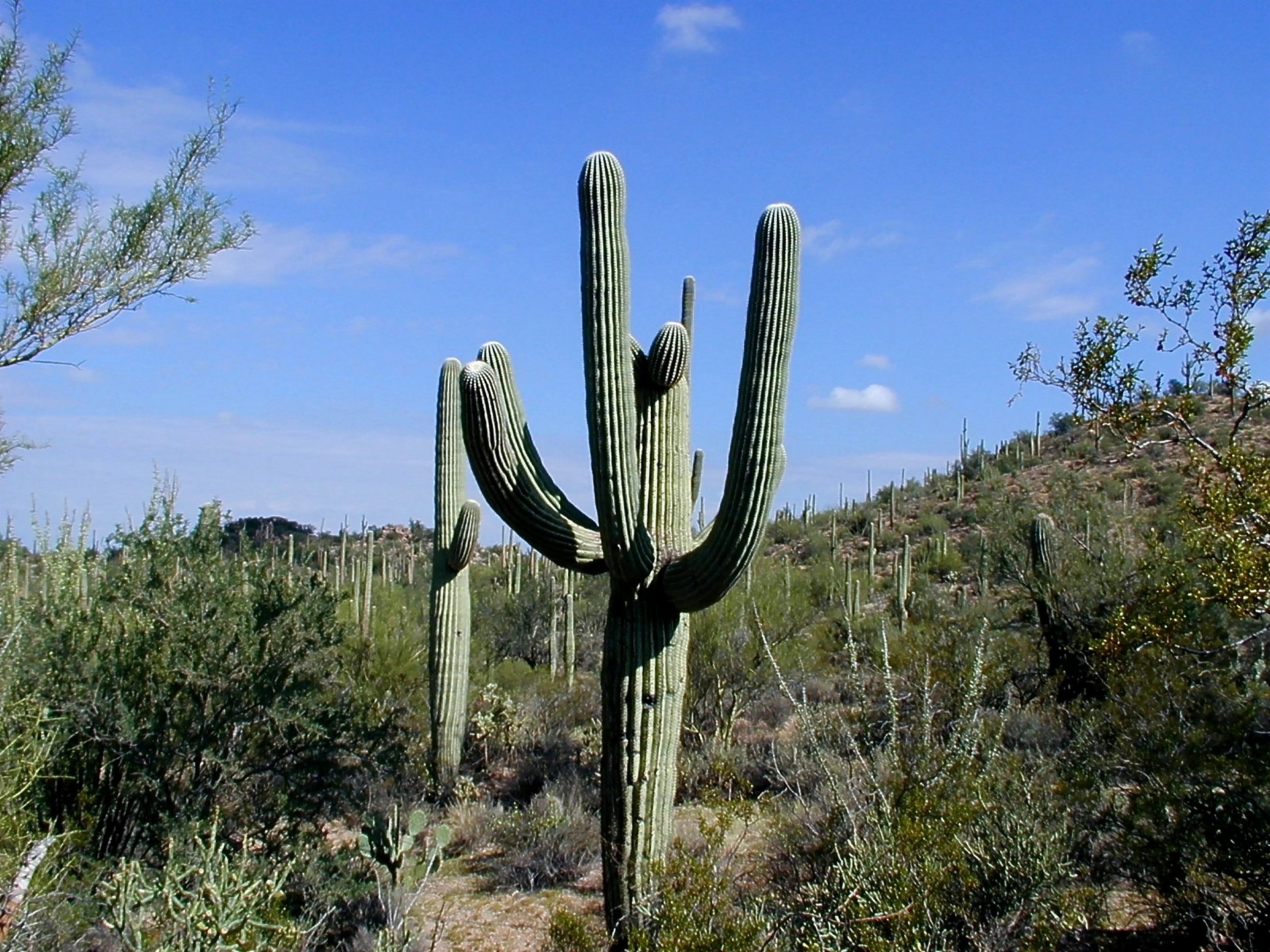 Sonoran Desert Facts | Twinkl Wiki - Twinkl