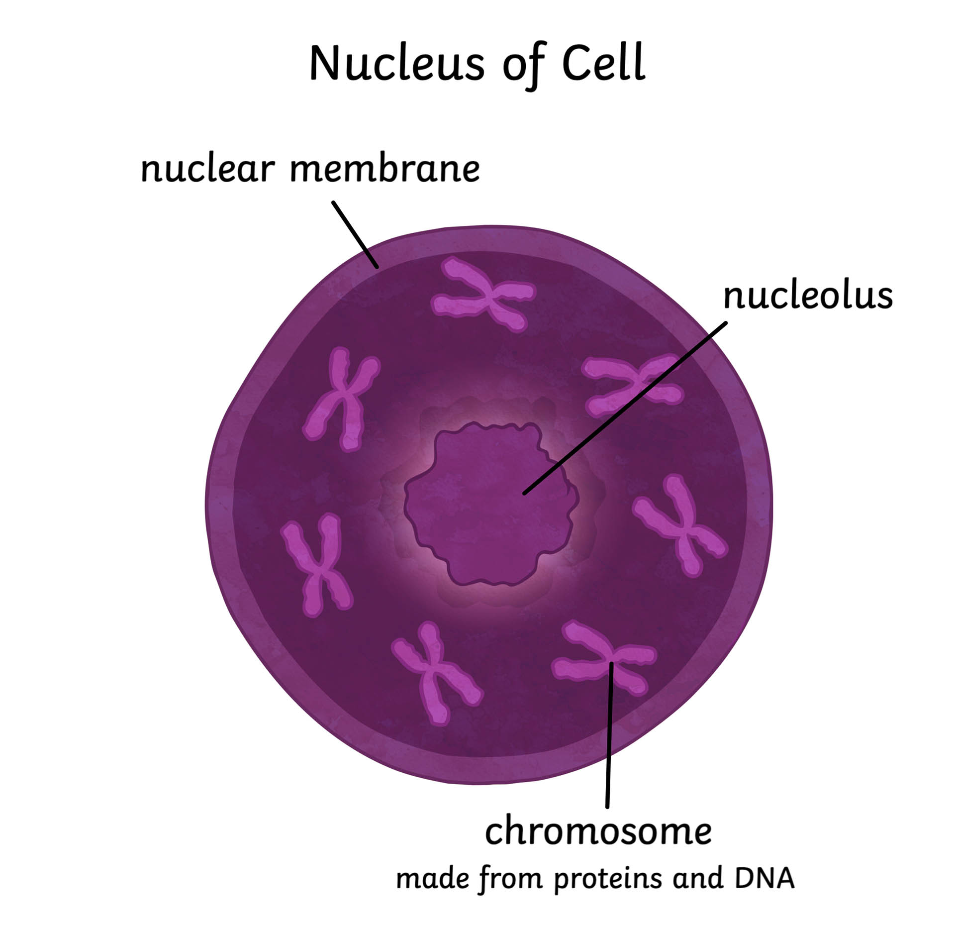 animal cell functions