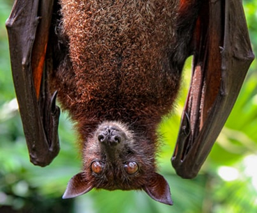 What is a Bat? – Bat Facts for Kids – Twinkl USA