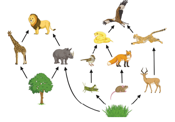What is a Food Web | Energy Transferred in a Food Web | Wiki