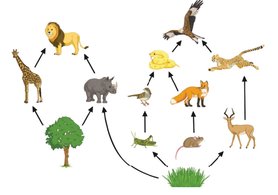 food chain examples for 4th graders