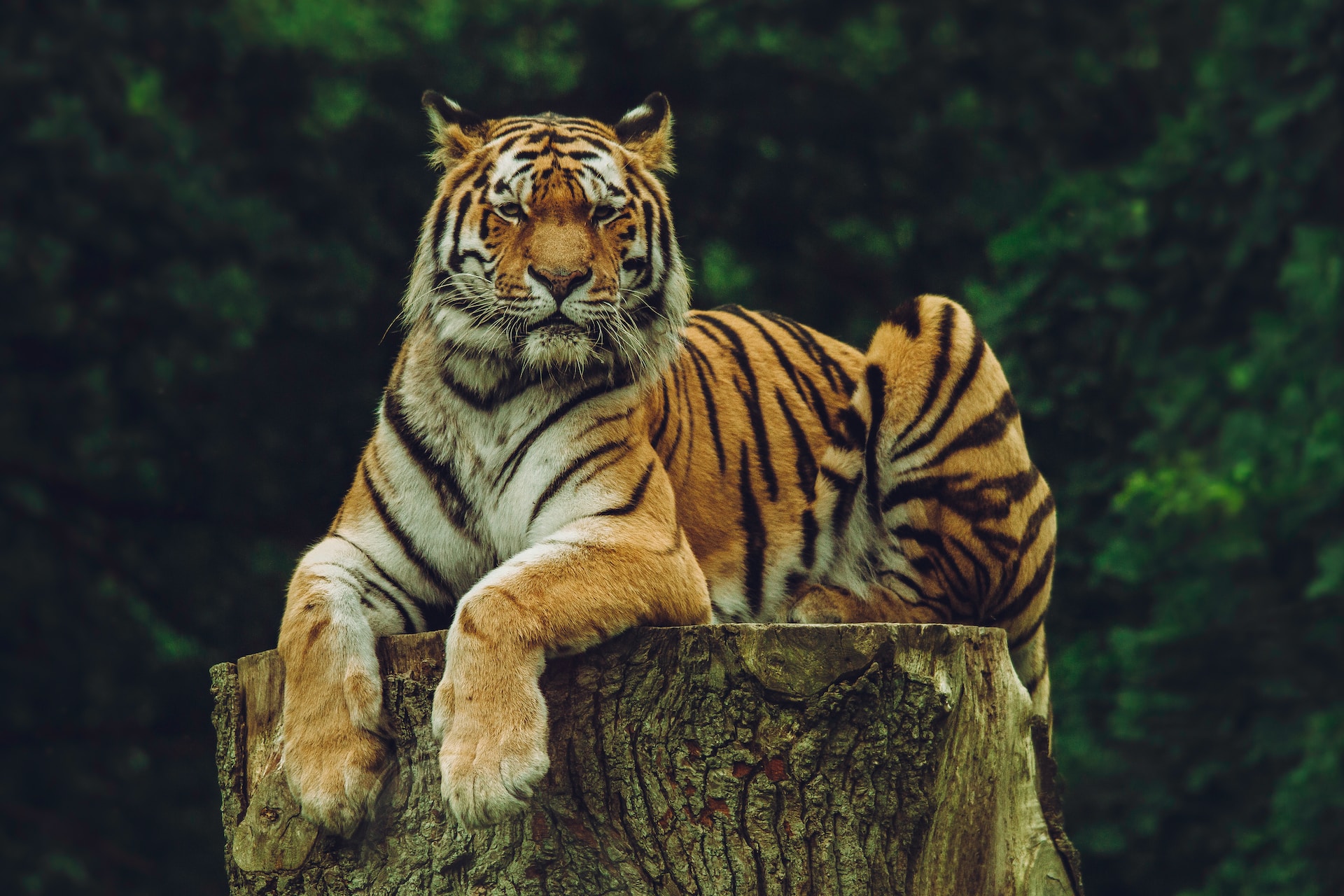 Tiger Cubs Learning to Hunt Video Teaching Resources