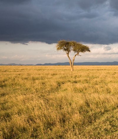 What are Grassland Habitats? | Teaching Wiki - Twinkl