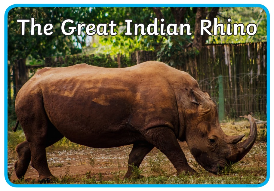 What are Indian Animals? | Twinkl - Twinkl