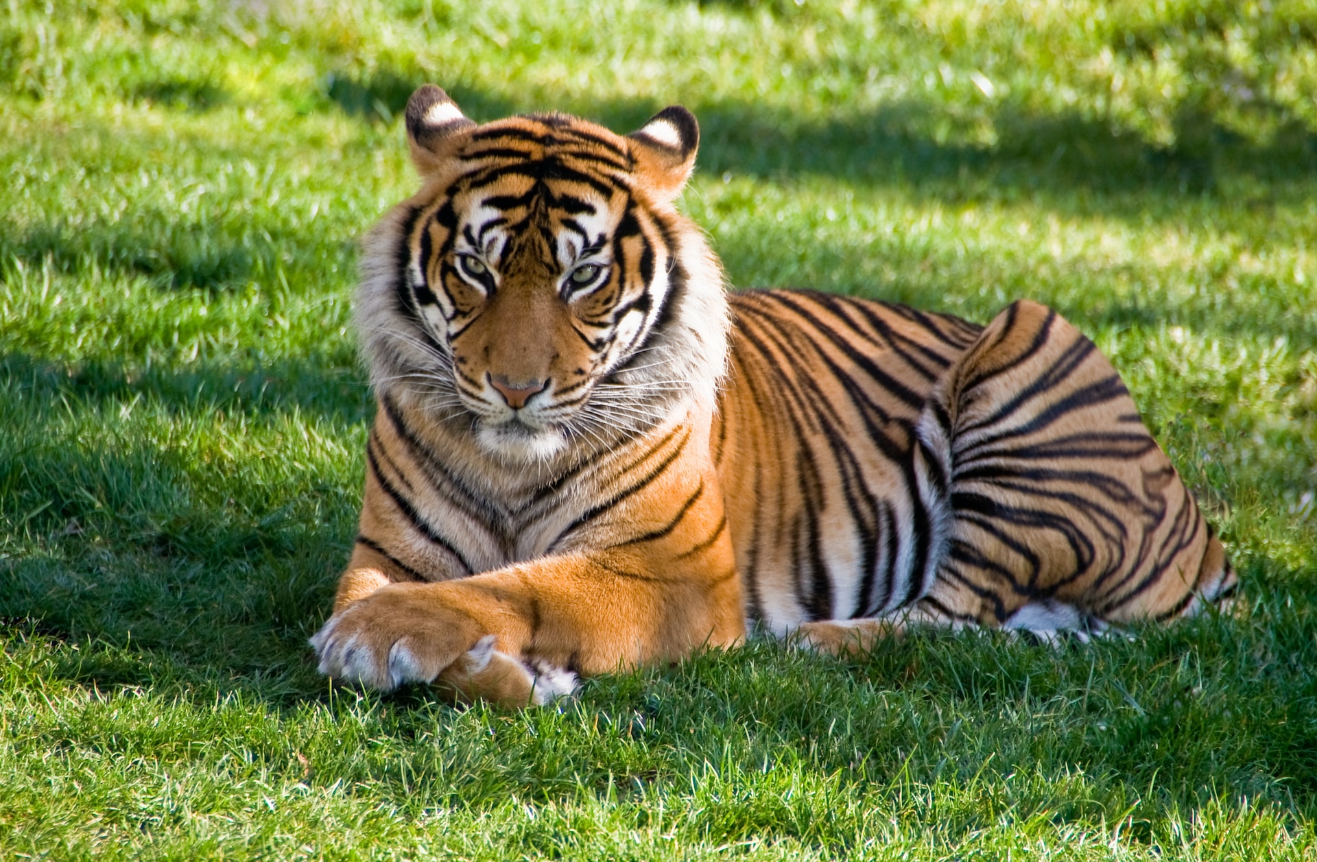 Where do tigers live? And other tiger facts, Stories