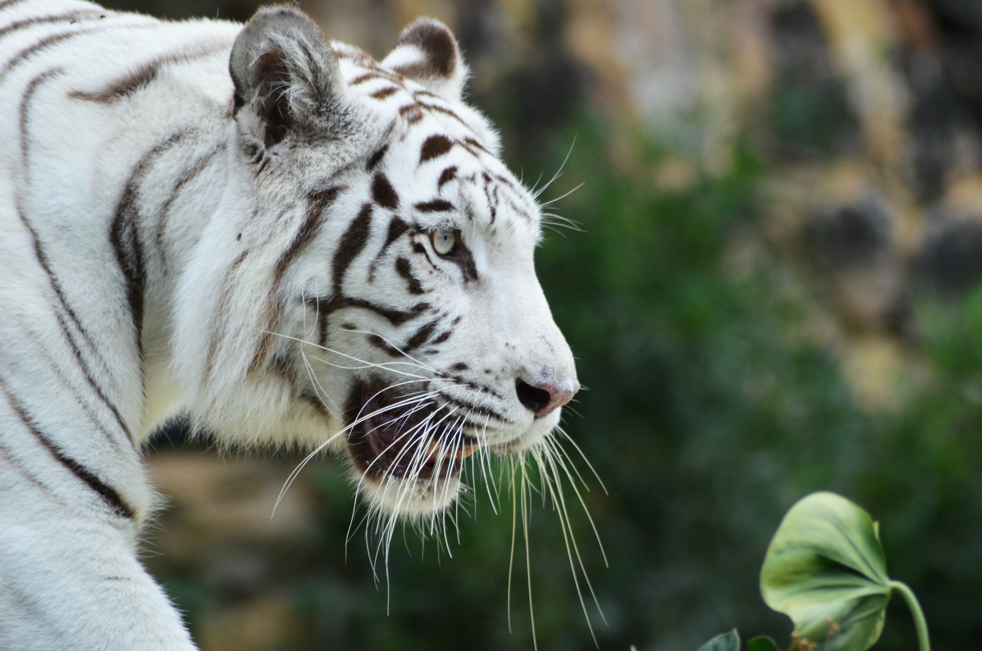 White Tiger Animal Facts  Panthera tigris tigris - A-Z Animals