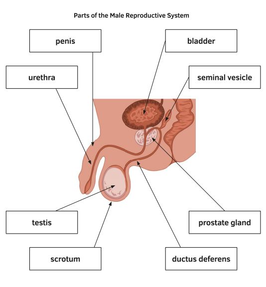 What Is Sexual Reproduction Answered Twinkl Teaching Wiki