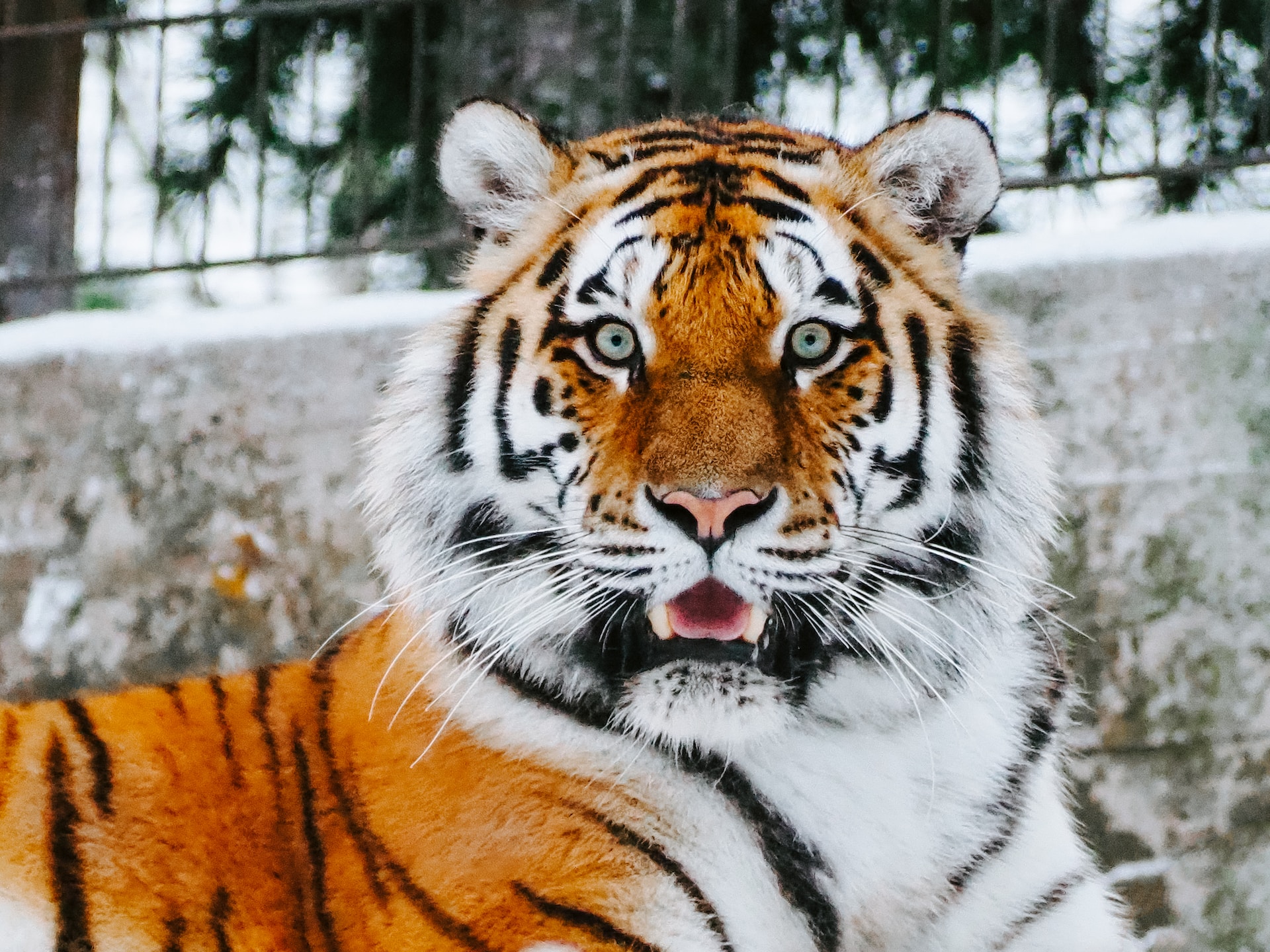 Siberian Tigers Have Human Like Qualities, Study Finds