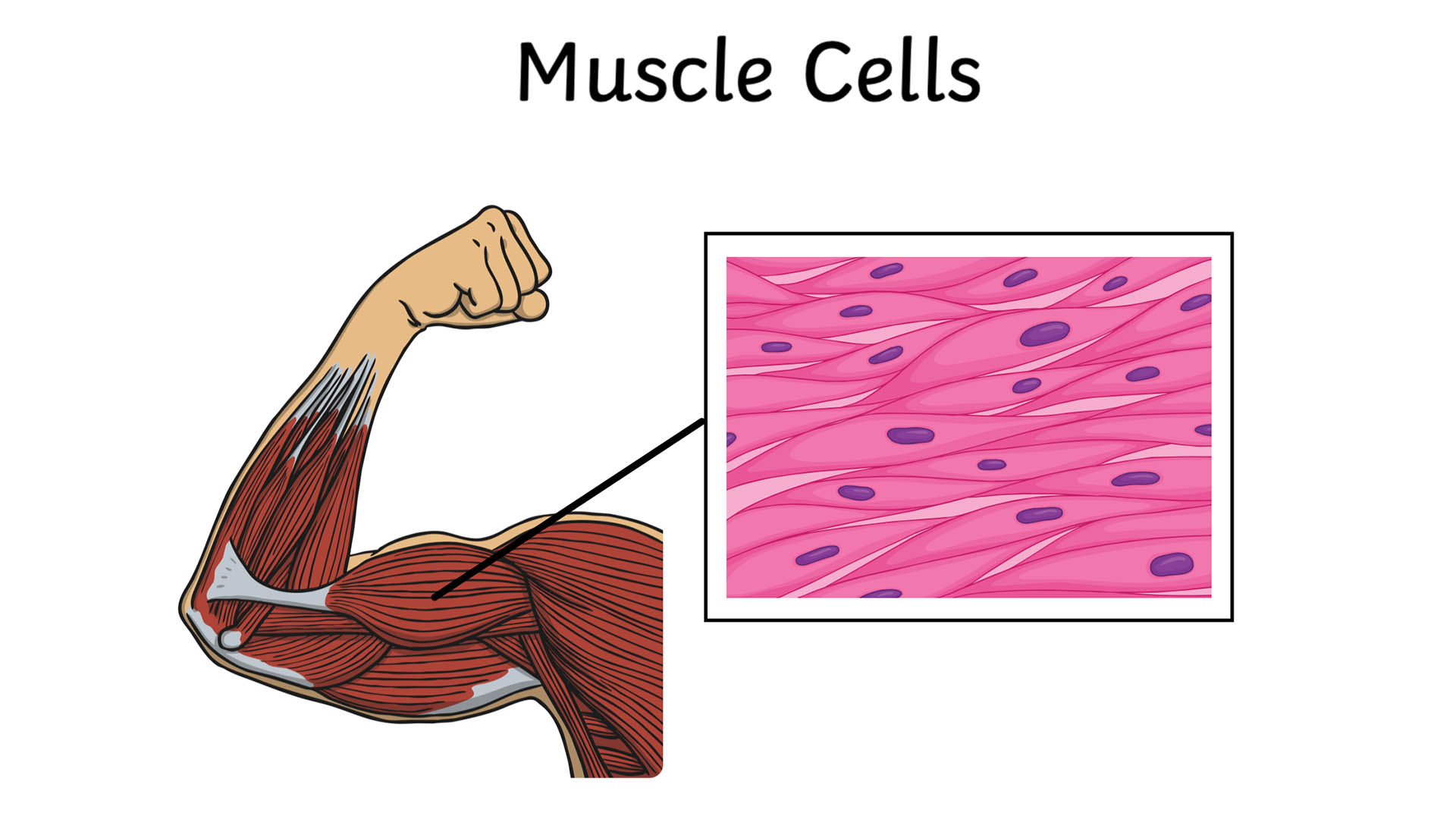 muscle cell diagram for kids