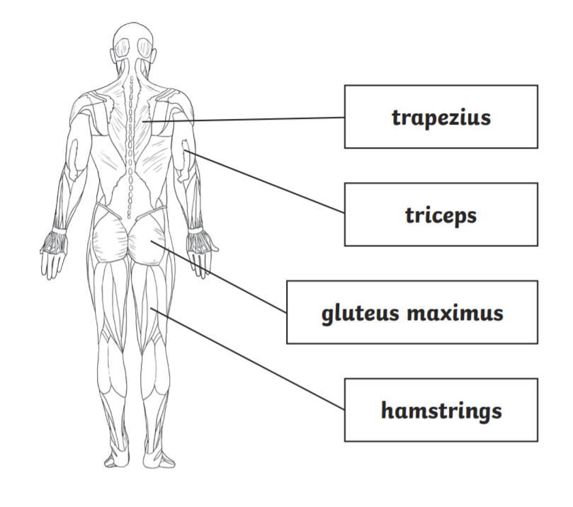 What Is The Largest Muscle In The Human Body? Wiki - Twinkl