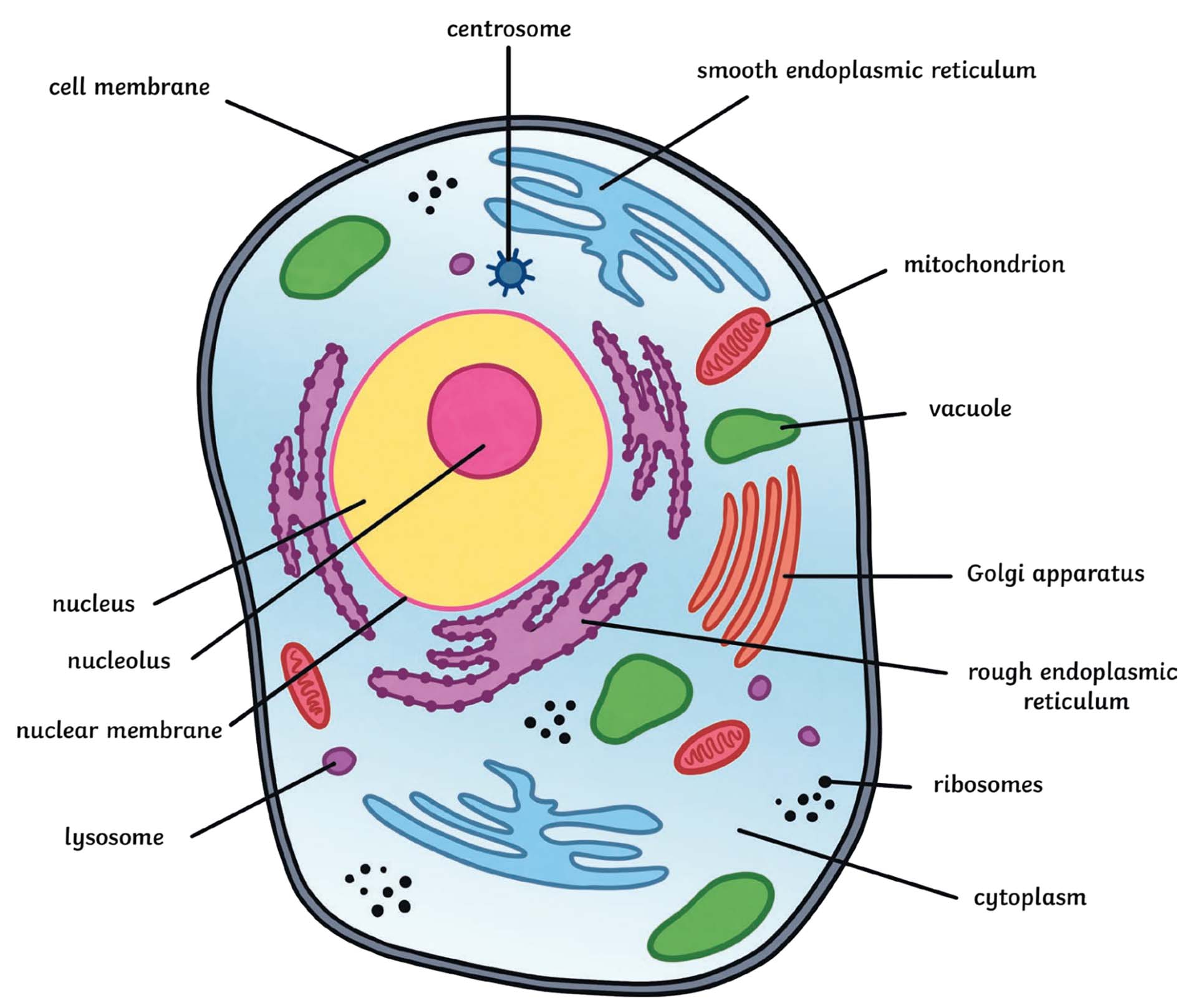 What is an Animal Cell?  Definition and Functions  Twinkl In Cells And Their Organelles Worksheet