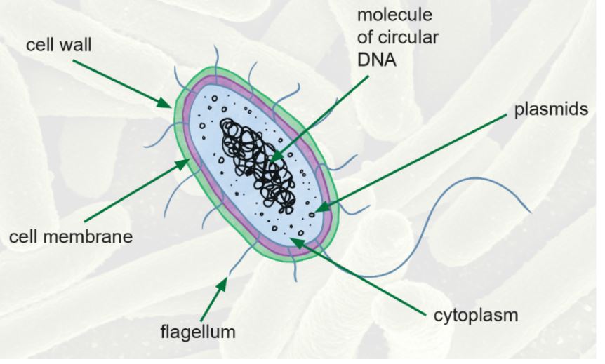 What is a cell wall?  Twinkl Teaching Wiki - Twinkl