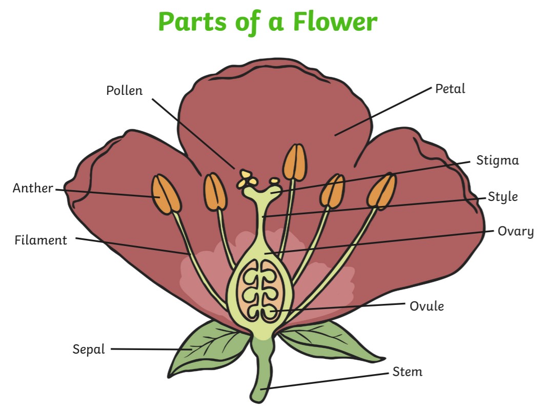 Scientific Illustration Class: Drawing a Rose Petal with a Dew Drop :  Calendar of Events