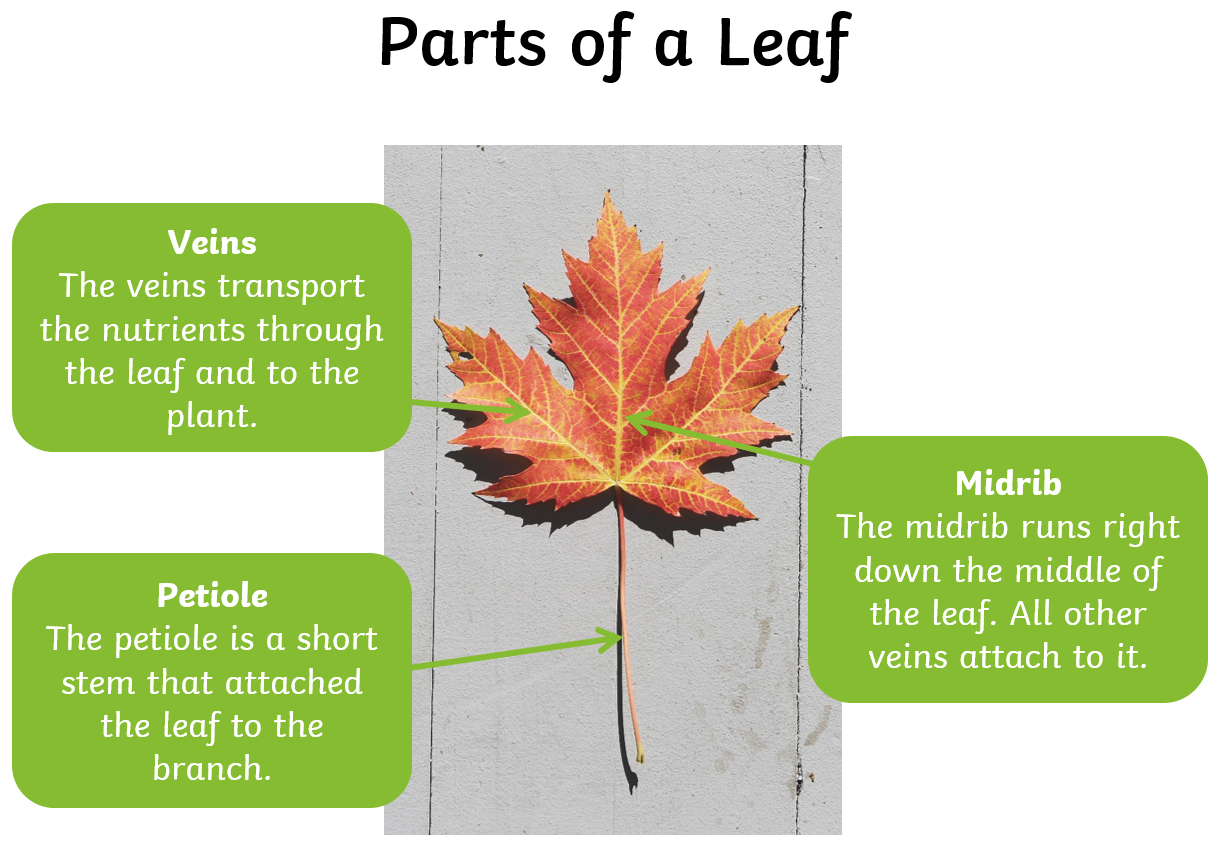 Plant Leaves and Leaf Anatomy