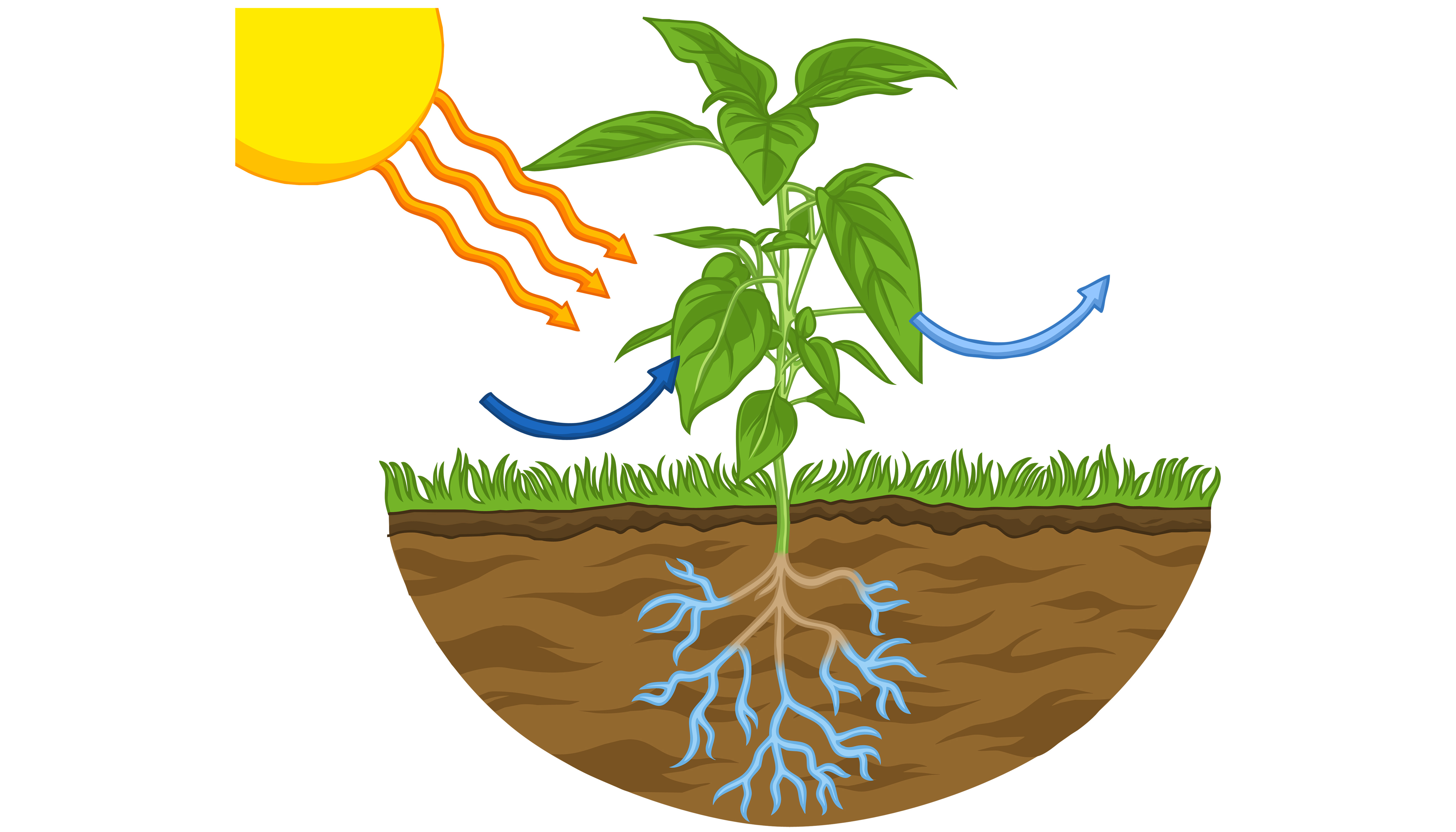 clipart photosynthesis light