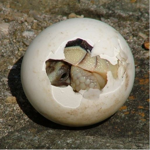 Reptile Hatching