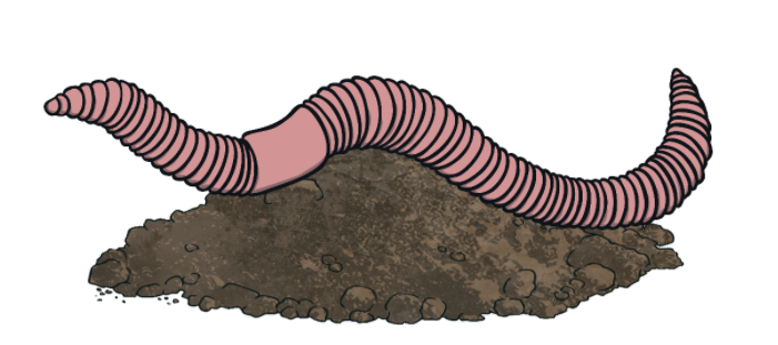 What do worms eat? - Worm Facts and Stories! - Twinkl