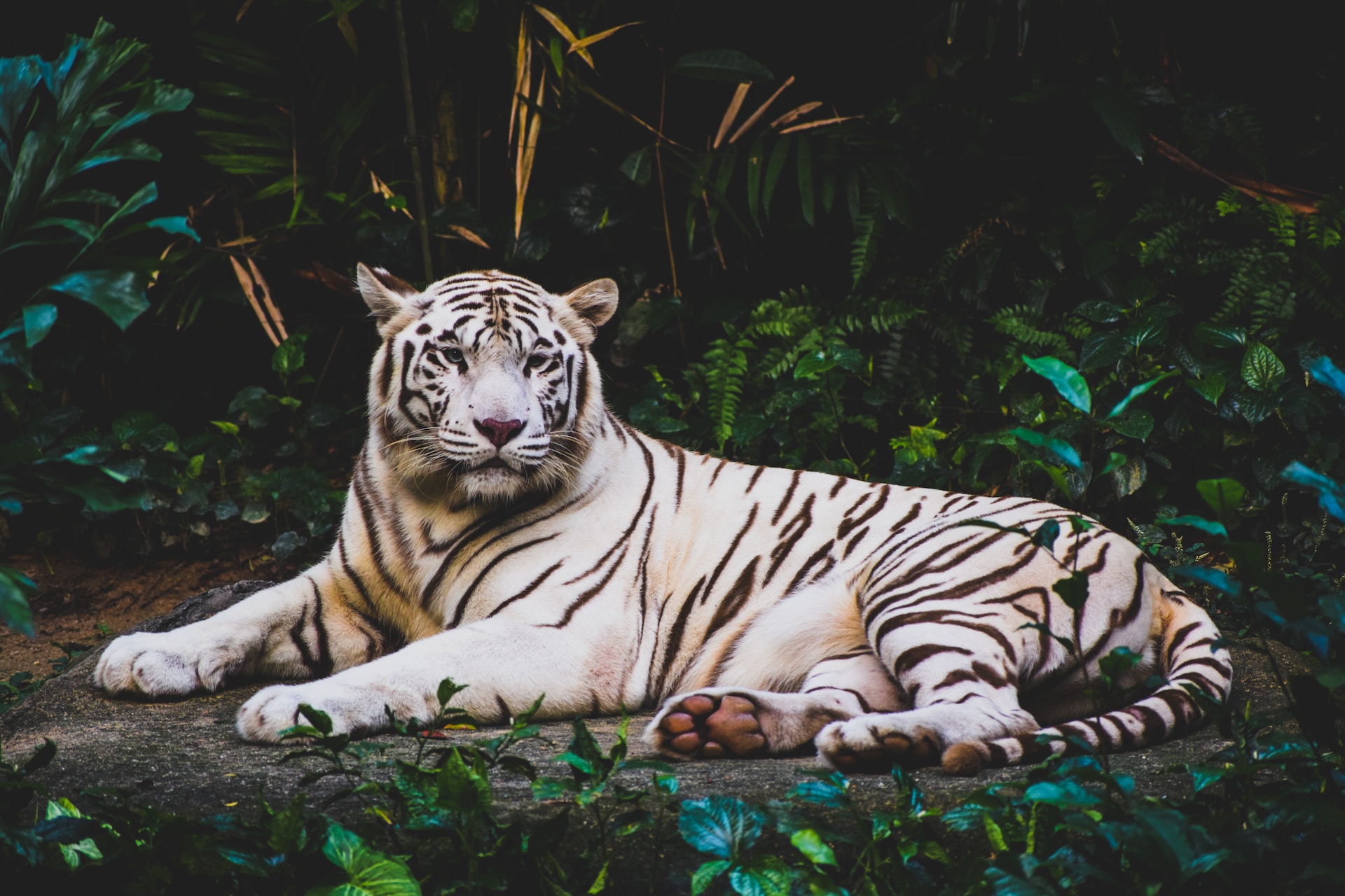 What Is a Bengal Tiger?, Teaching Wiki