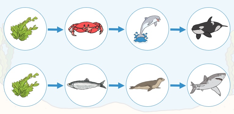 marine food web for kids