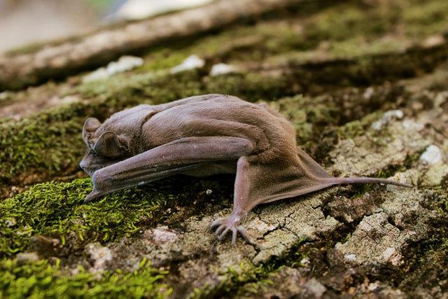 What is a Bat? – Bat Facts for Kids – Twinkl USA