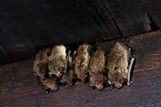 Sticky Traps Endanger Bats! - Northern California Bats