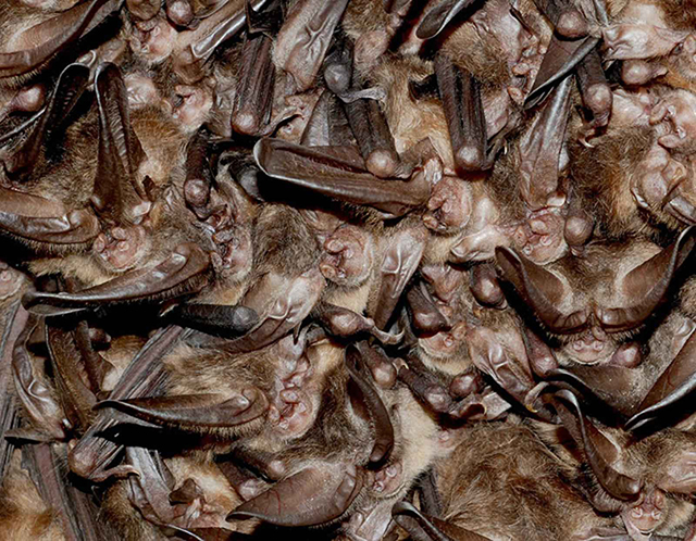 Sticky Traps Endanger Bats! - Northern California Bats