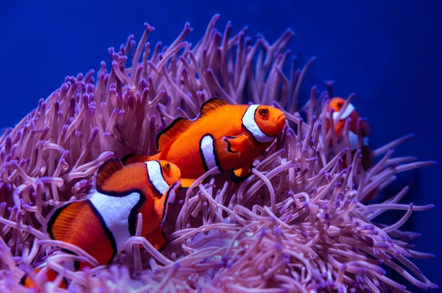 https://images.twinkl.co.uk/tr/raw/upload/u/ux/usawiki-fish-clownfish_ver_1.jpg