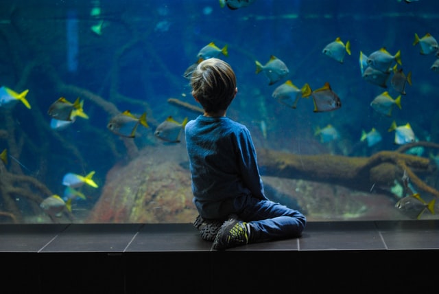 Pet Fish Facts For Kids, Aquarium Fish Care