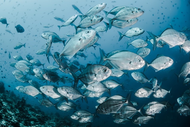 close up fish eye photo of a man with blue skin and a, Stable Diffusion