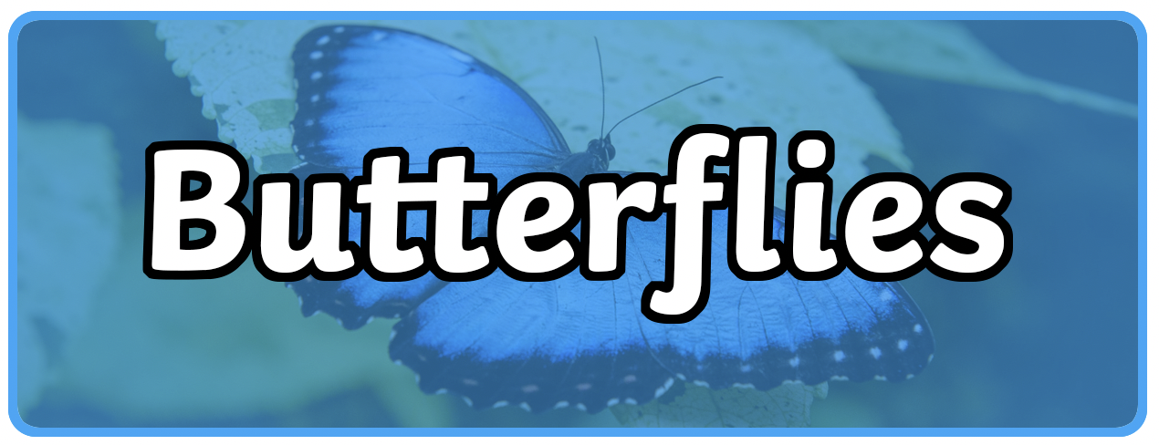 https://images.twinkl.co.uk/tr/raw/upload/u/ux/wikiusa-butterflies-banner_ver_1.png