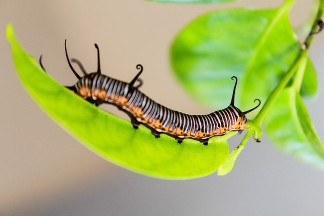 How many legs does a caterpillar have? Teaching Wiki