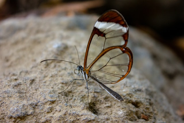 The butterflies of the British Isles. Butterflies. THE BUTTERFLY. II third,  which are closely united, each bear a pair of wings also. The legs, which  in the butterfly are adapted for