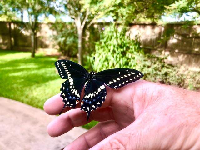 The butterflies of the British Isles. Butterflies. THE BUTTERFLY. II third,  which are closely united, each bear a pair of wings also. The legs, which  in the butterfly are adapted for